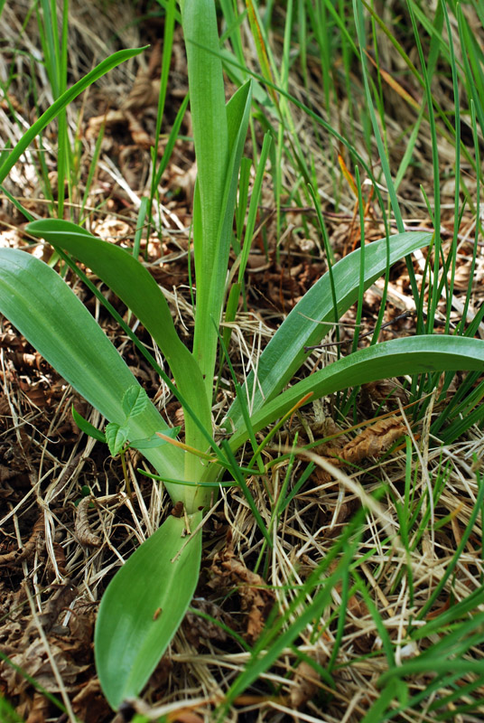 Orchis mascula con foglie maculate?