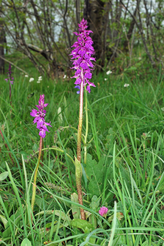 Orchis mascula con foglie maculate?
