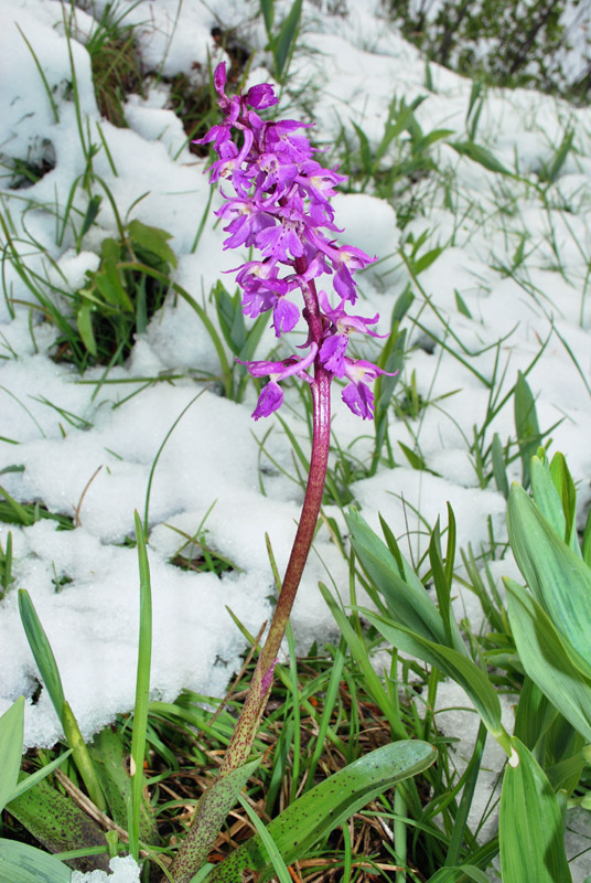 Orchis mascula con foglie maculate?