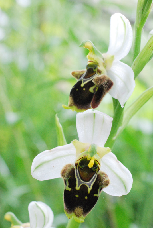 Di quale Ophrys si tratta?