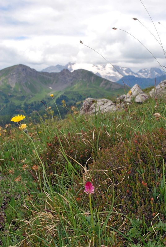 Conferme e sorprese delle alte quote delle  Dolomiti bellunesi