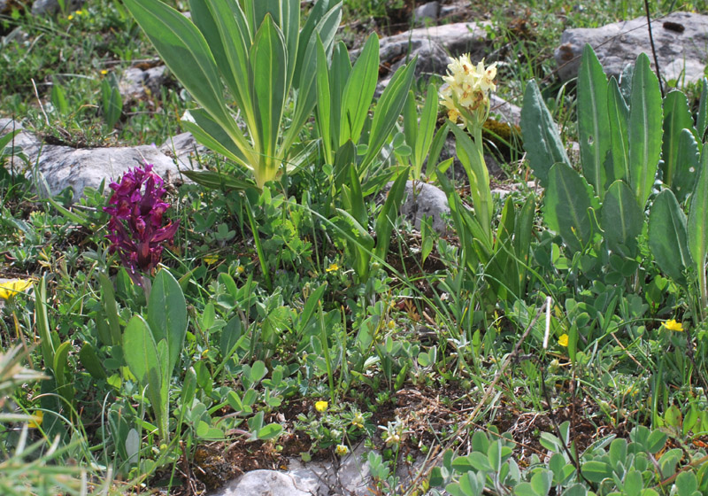 Tre giorni in Abruzzo per orchidee e altro