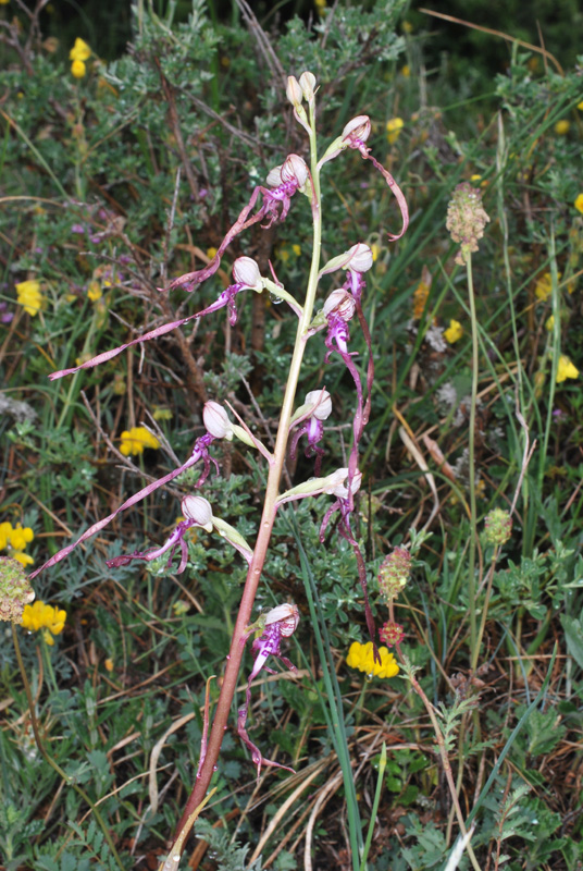 Tre giorni in Abruzzo per orchidee e altro