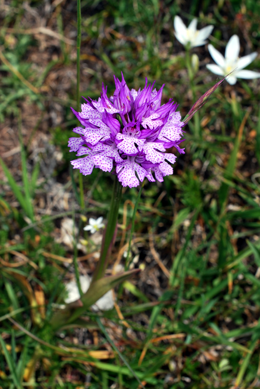 Tre giorni in Abruzzo per orchidee e altro