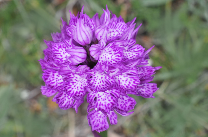 Tre giorni in Abruzzo per orchidee e altro