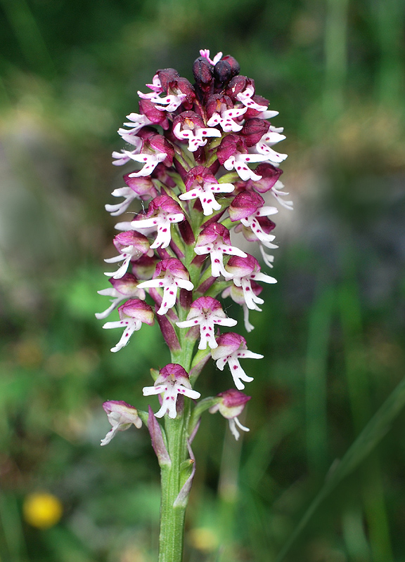 Tre giorni in Abruzzo per orchidee e altro