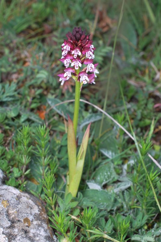 Tre giorni in Abruzzo per orchidee e altro