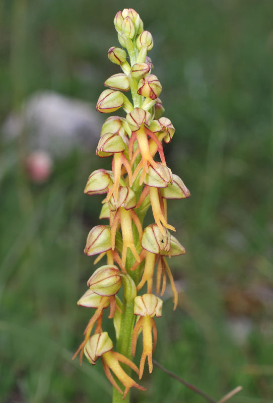 Tre giorni in Abruzzo per orchidee e altro