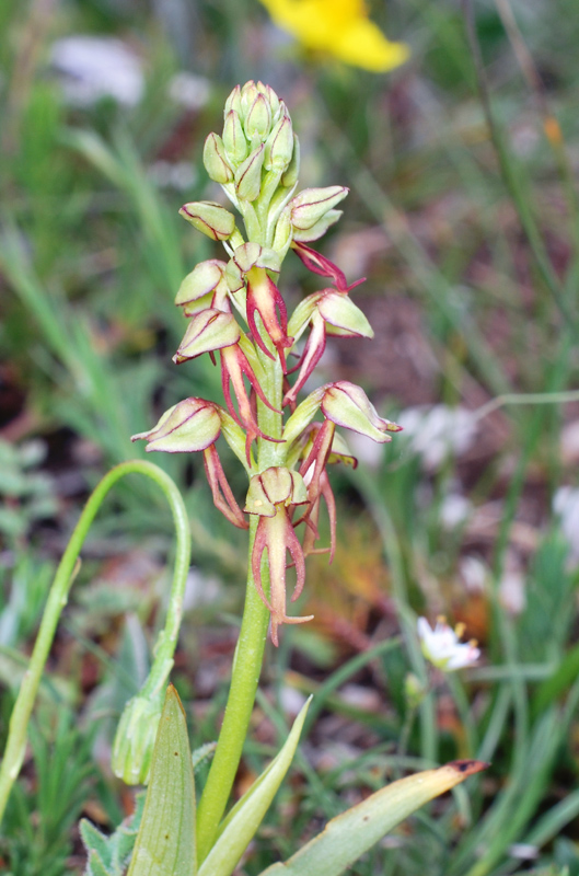 Tre giorni in Abruzzo per orchidee e altro