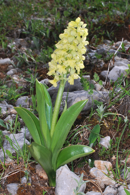 Tre giorni in Abruzzo per orchidee e altro