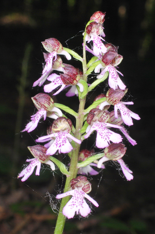 Tre giorni in Abruzzo per orchidee e altro