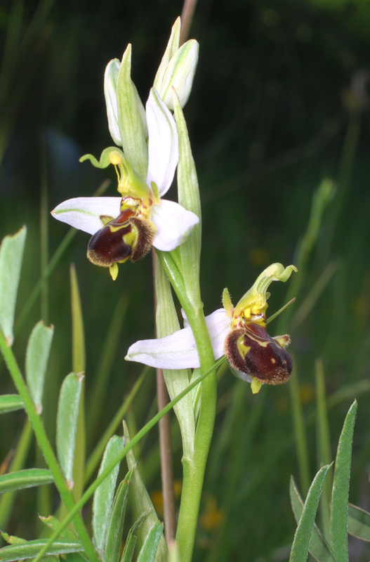 Tre giorni in Abruzzo per orchidee e altro