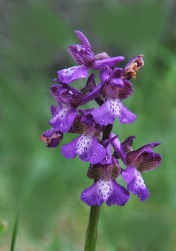 Tre giorni in Abruzzo per orchidee e altro