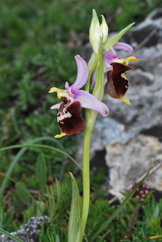 Tre giorni in Abruzzo per orchidee e altro