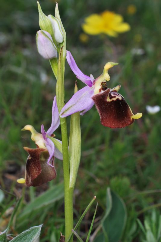 Tre giorni in Abruzzo per orchidee e altro