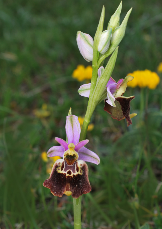 Tre giorni in Abruzzo per orchidee e altro