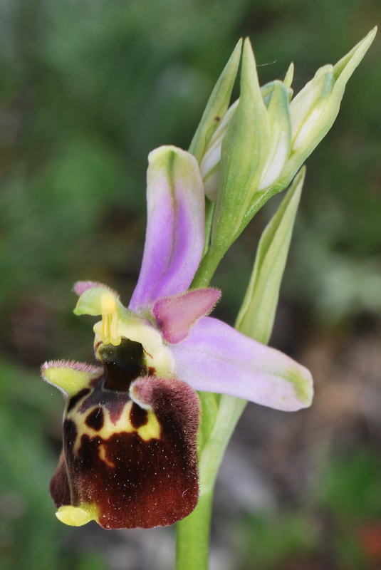 Tre giorni in Abruzzo per orchidee e altro