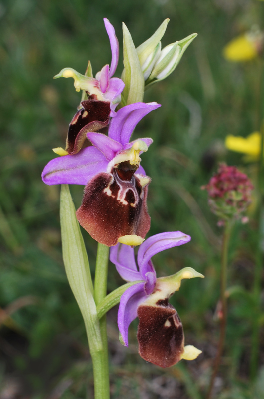 Tre giorni in Abruzzo per orchidee e altro