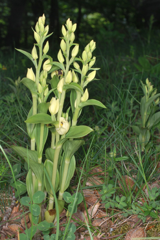 Tre giorni in Abruzzo per orchidee e altro