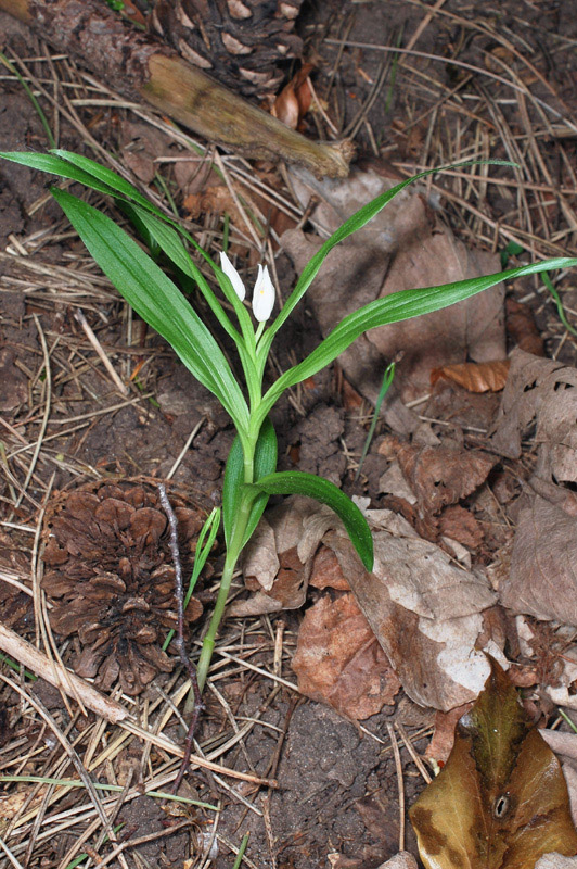 Tre giorni in Abruzzo per orchidee e altro