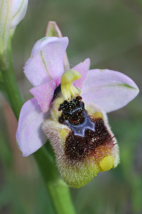 Ophrys tenthredinifera dei Monti Pisani