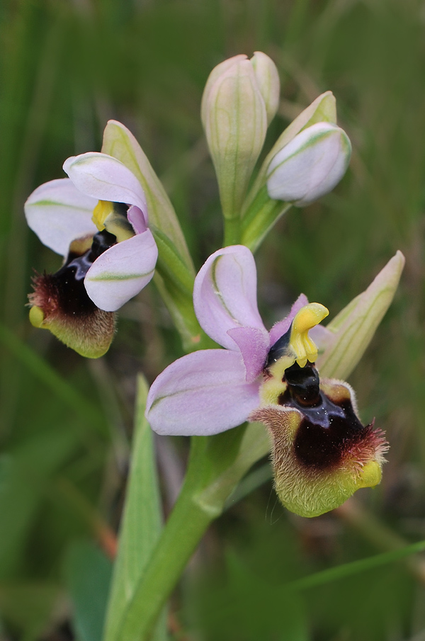 Ophrys tenthredinifera dei Monti Pisani