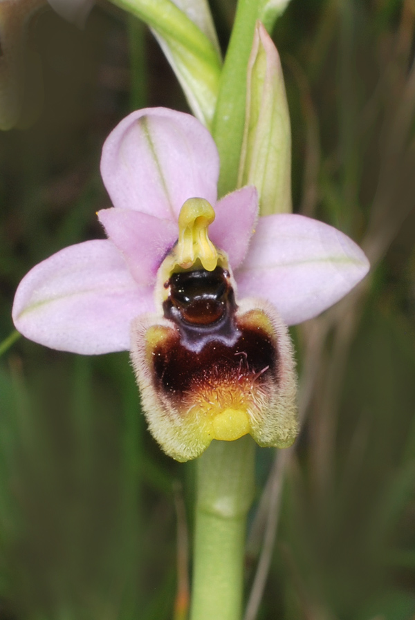 Ophrys tenthredinifera dei Monti Pisani