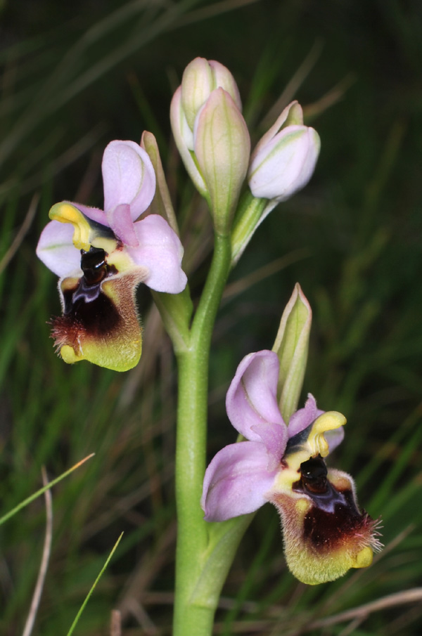 Ophrys tenthredinifera dei Monti Pisani