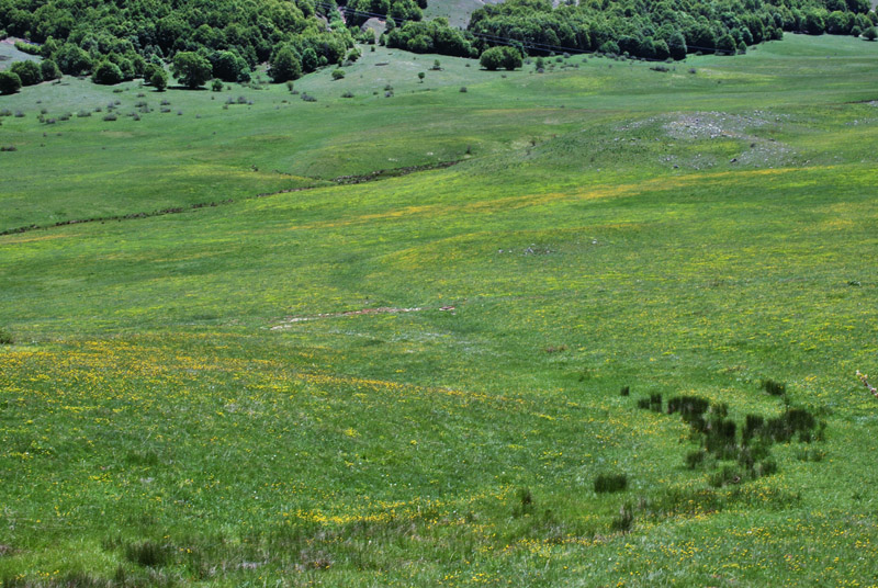 Una giornata tra le orchidee da Villetta Barrea a Scanno - 16 giugno 2021