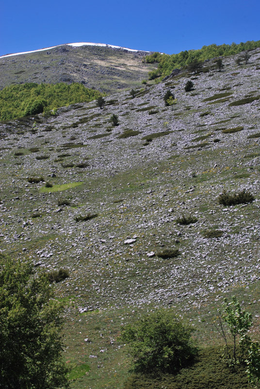 Una giornata tra le orchidee da Villetta Barrea a Scanno - 16 giugno 2021