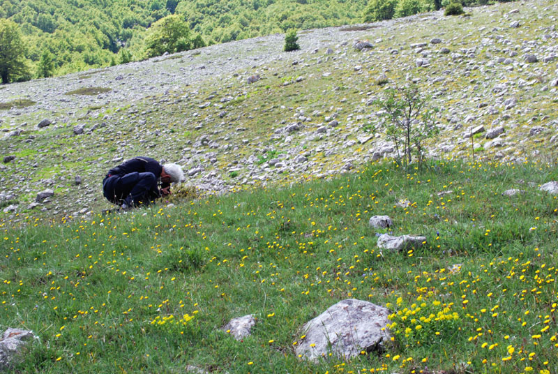 Una giornata tra le orchidee da Villetta Barrea a Scanno - 16 giugno 2021