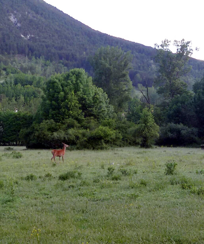 Una giornata tra le orchidee da Villetta Barrea a Scanno - 16 giugno 2021