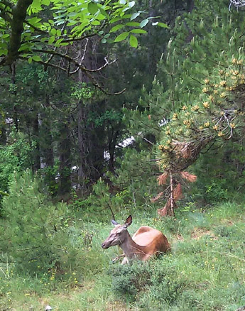 Una giornata tra le orchidee da Villetta Barrea a Scanno - 16 giugno 2021