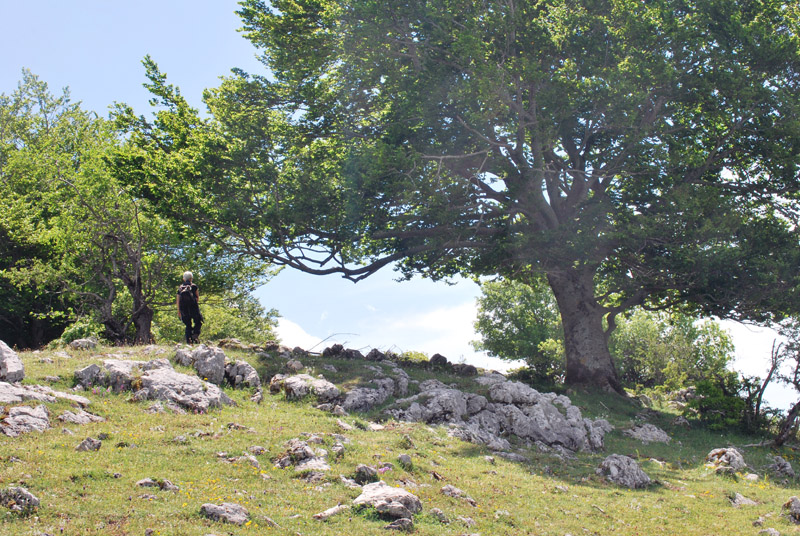 Una giornata tra le orchidee da Villetta Barrea a Scanno - 16 giugno 2021