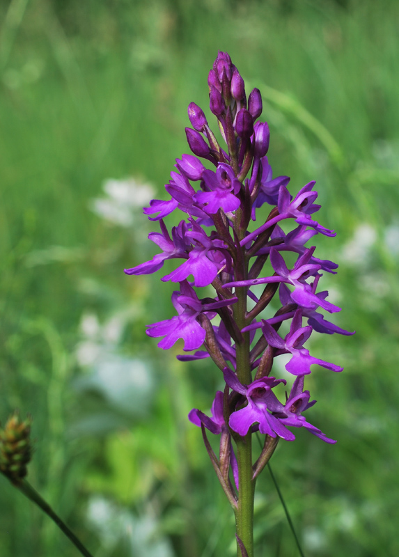 Anacamptis palustris?