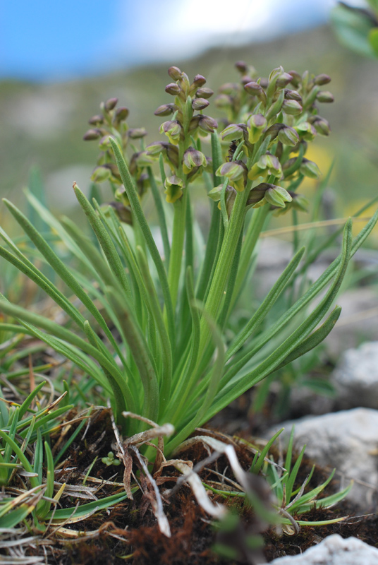 Chamorchis alpina