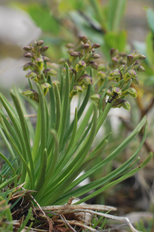 Chamorchis alpina