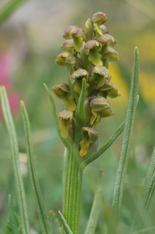 Chamorchis alpina