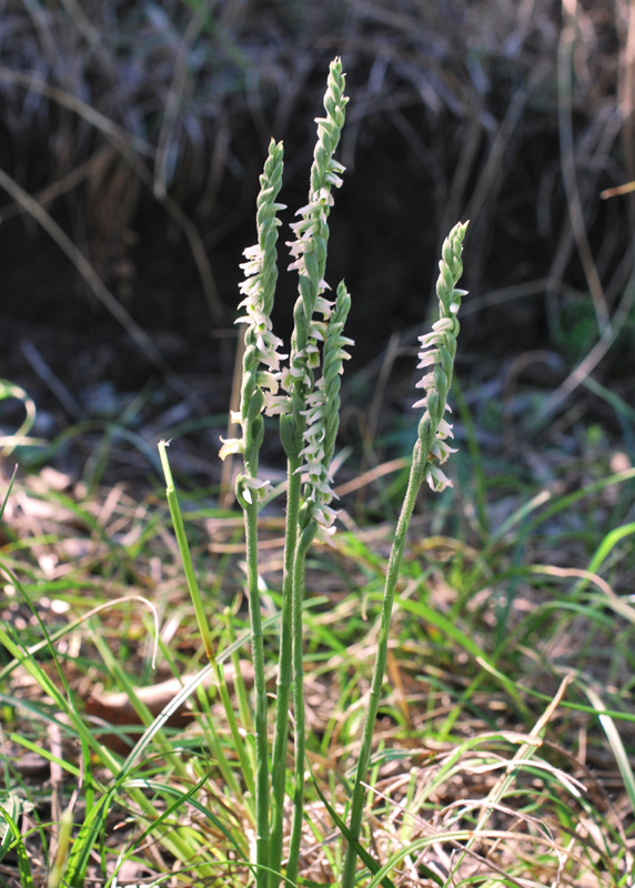 Spiranthes spiralis