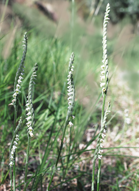 Spiranthes spiralis