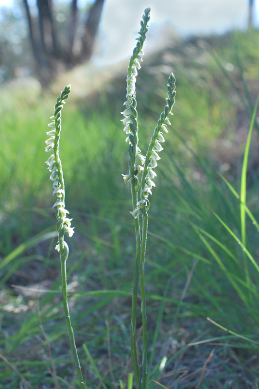 Spiranthes spiralis