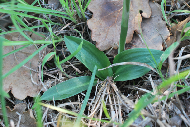 Spiranthes spiralis