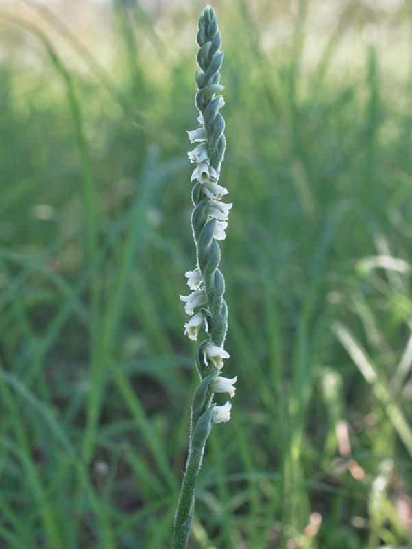 Spiranthes spiralis