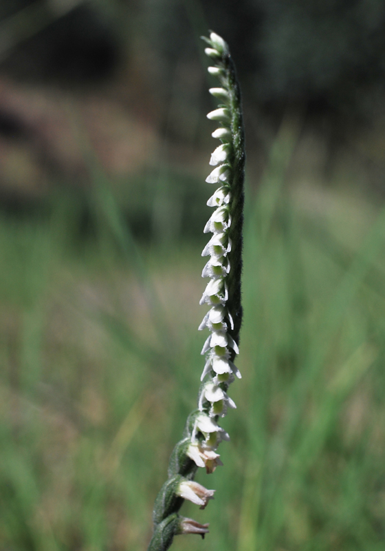 Spiranthes spiralis