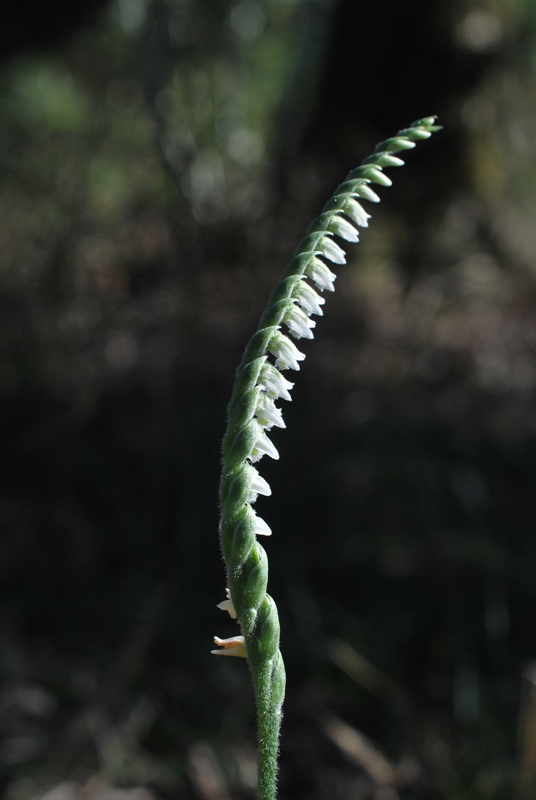 Spiranthes spiralis