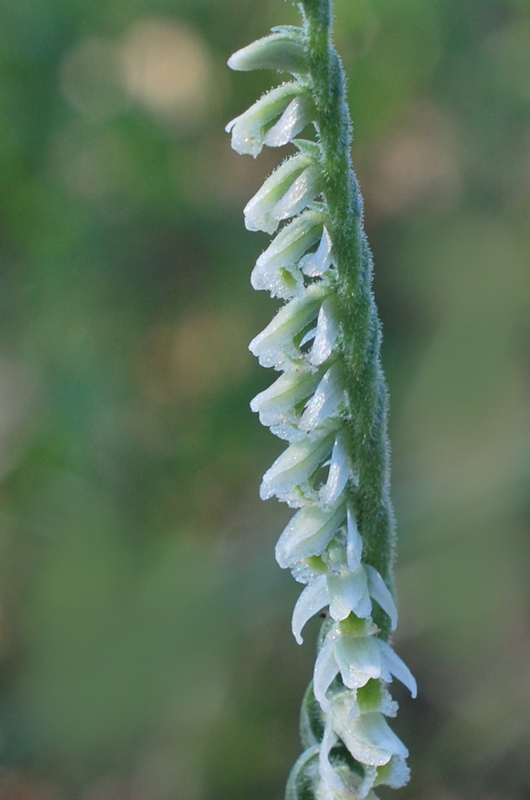 Spiranthes spiralis