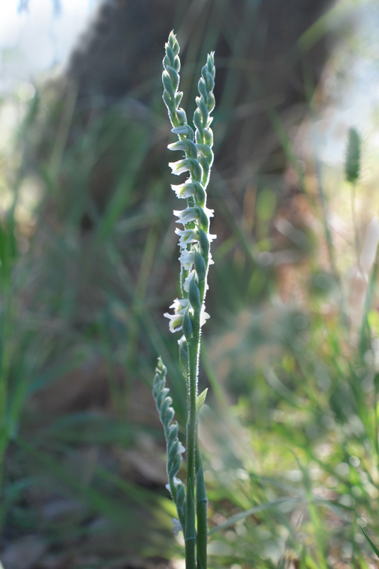 Spiranthes spiralis