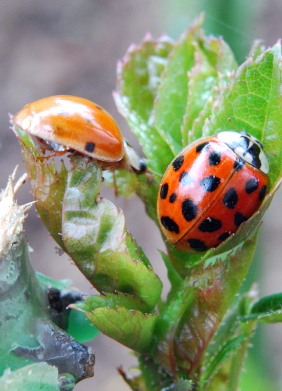 Harmonia axyridis