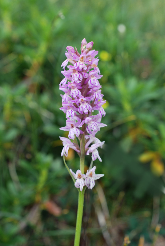  Pseudorhiza nieschalkii