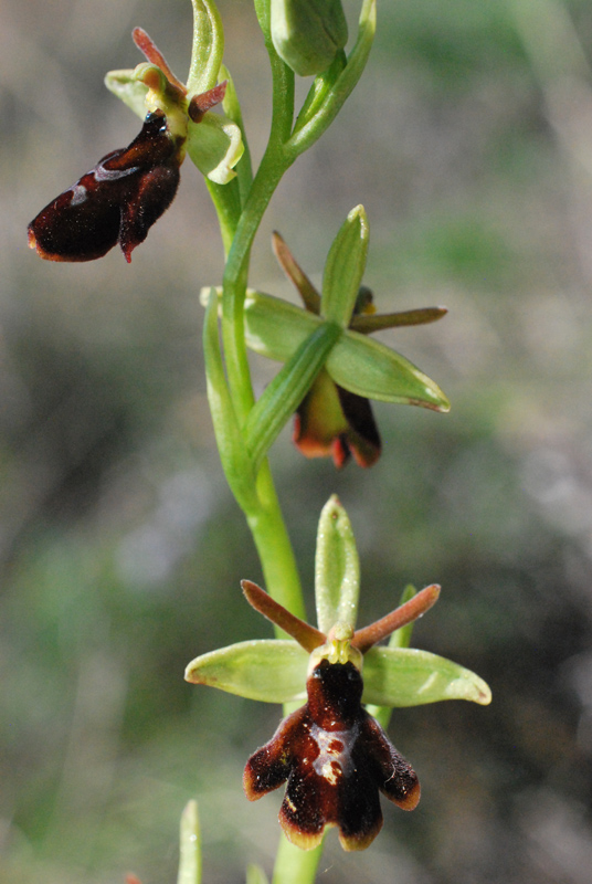 Ophrys hybrida - Pokorny ex Rchb. f. 1851 - (O. insectifera  O. sphegodes)